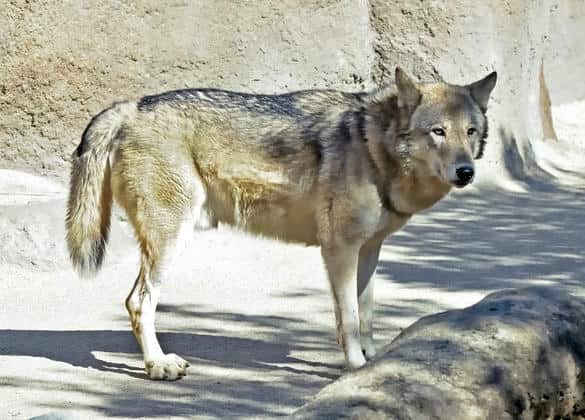 動物図鑑・ハイイロオオカミ